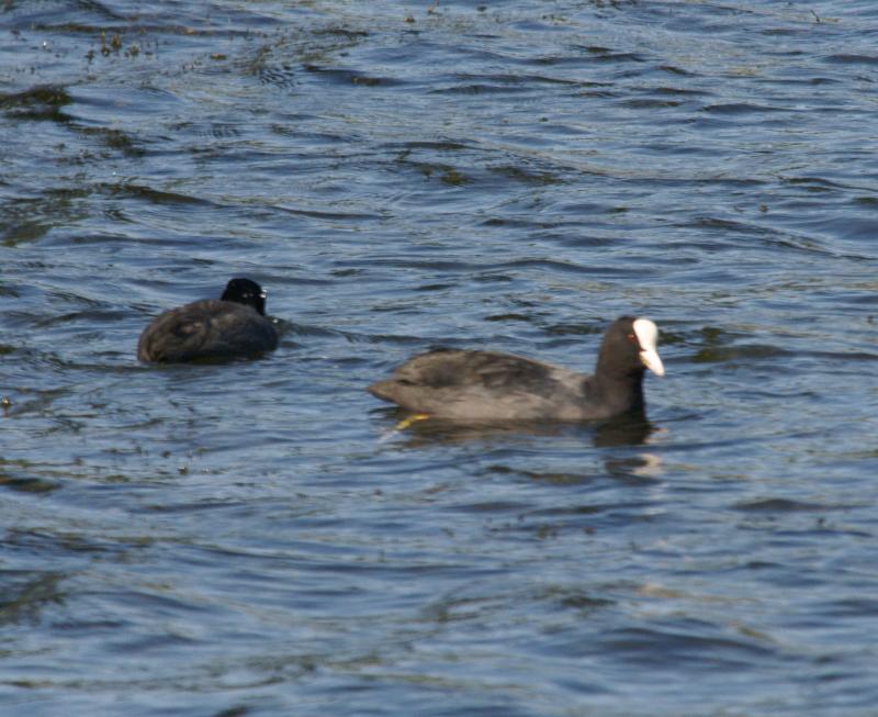 randomRutland Water