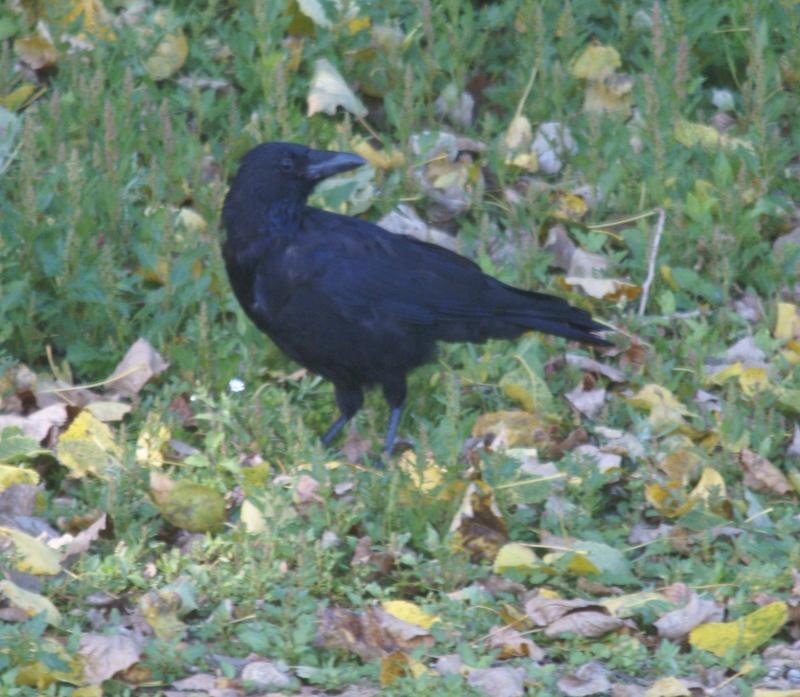 randomCarrion Crow