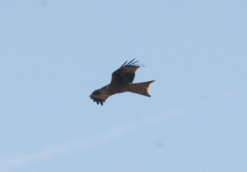 randomRed Kite
