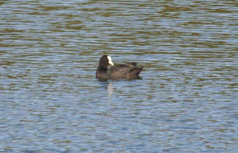 randomEurasian Coot