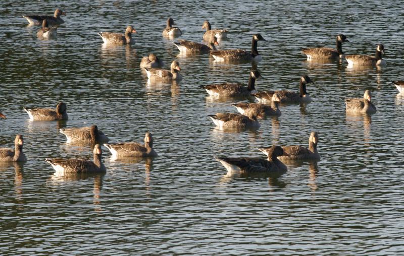 randomGreylag Goose