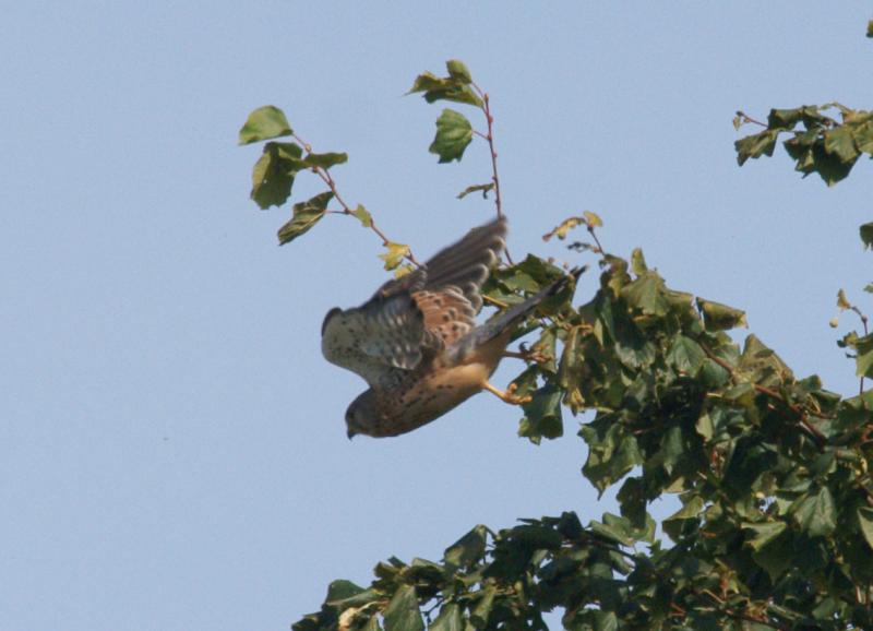 randomCommon Kestrel
