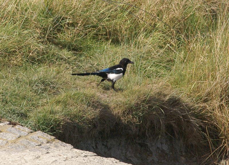 randomEuropean Magpie