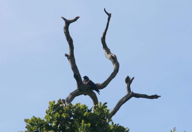 randomCarrion Crow
