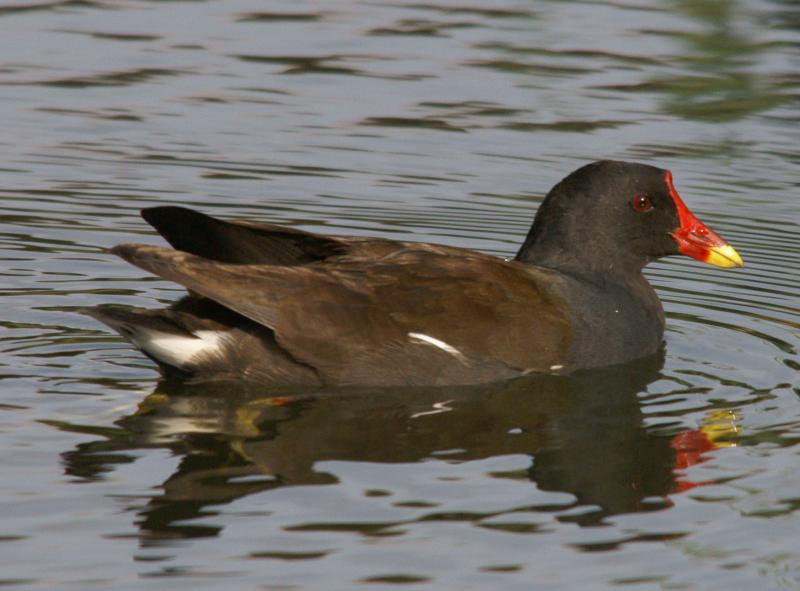 randomCommon Moorhen