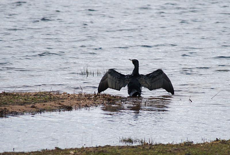 randomGreat Cormorant