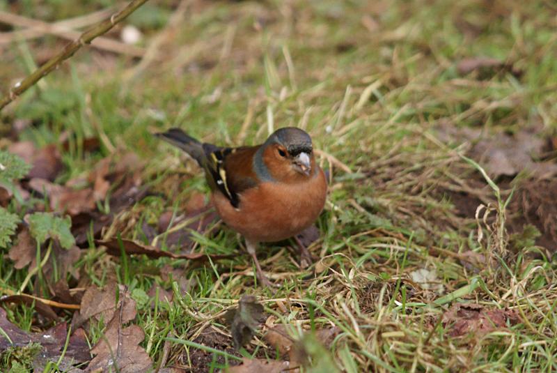 randomChaffinch
