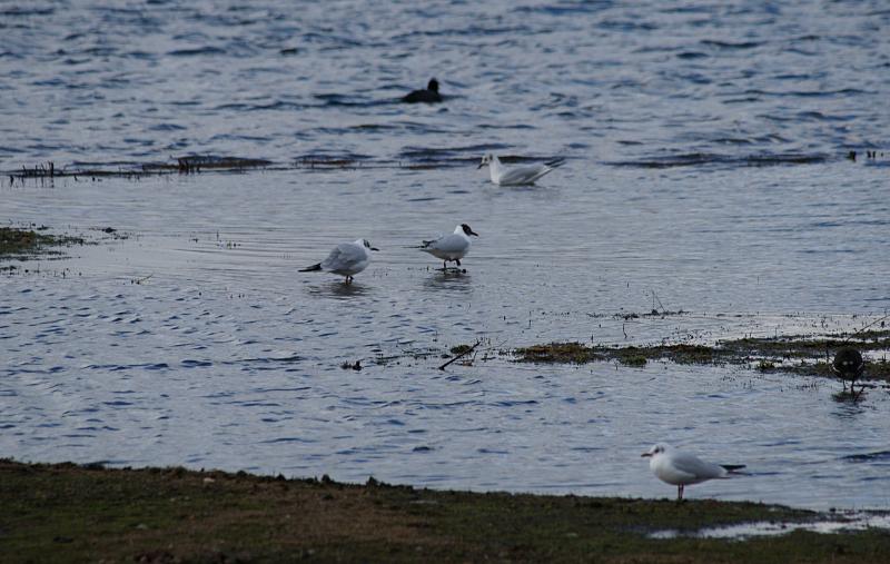 randomBlack-Headed Gull