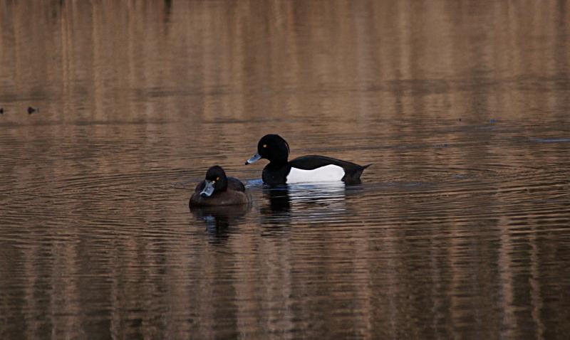 randomTufted Duck