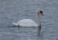 DSC04241.jpg