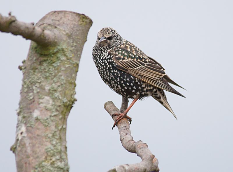randomEuropean Starling
