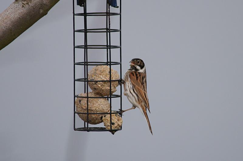 randomReed Bunting