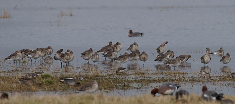 randomFrampton Marsh