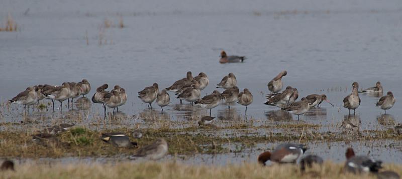 randomDunlin