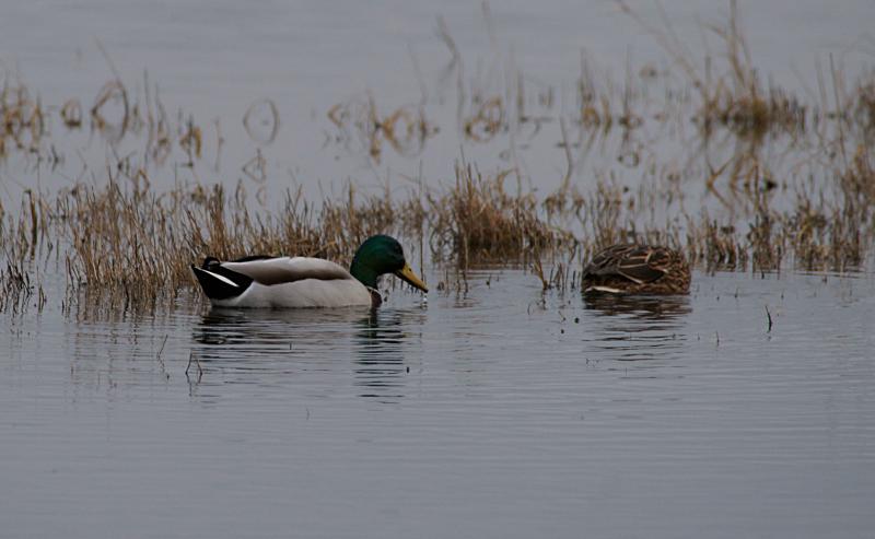 randomMallard