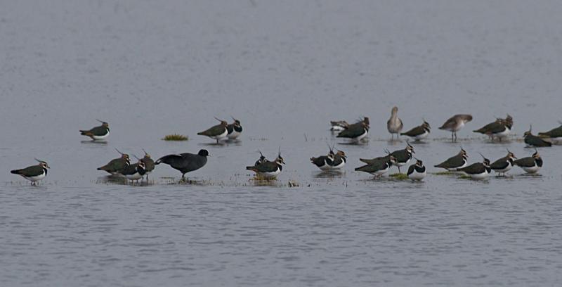 randomLapwing