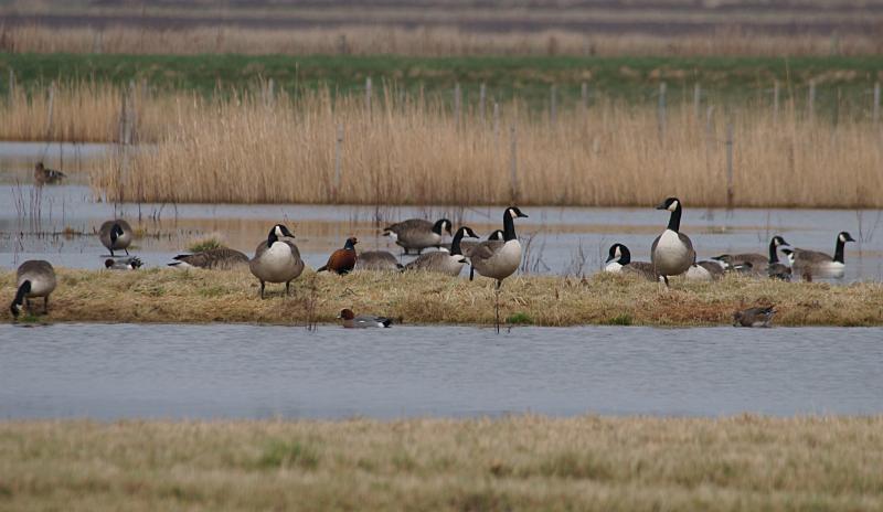 randomEurasian Wigeon