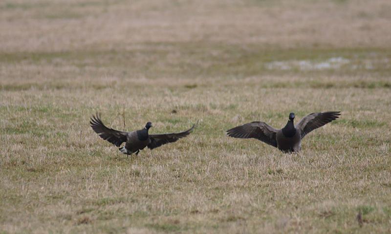 randomBrent Goose