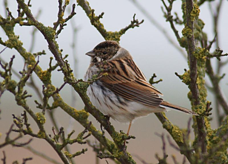 randomDunnock