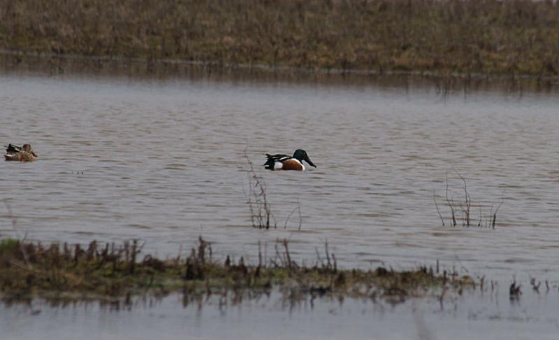 randomNorthern Shoveler