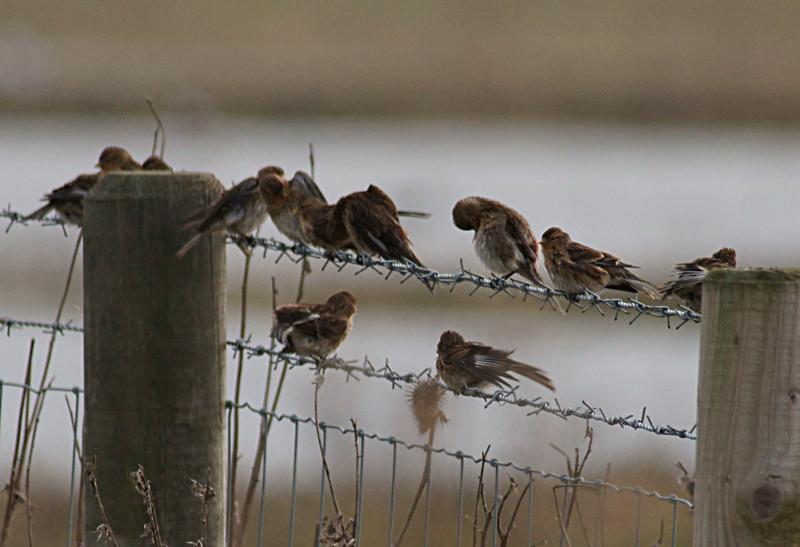 randomTwite