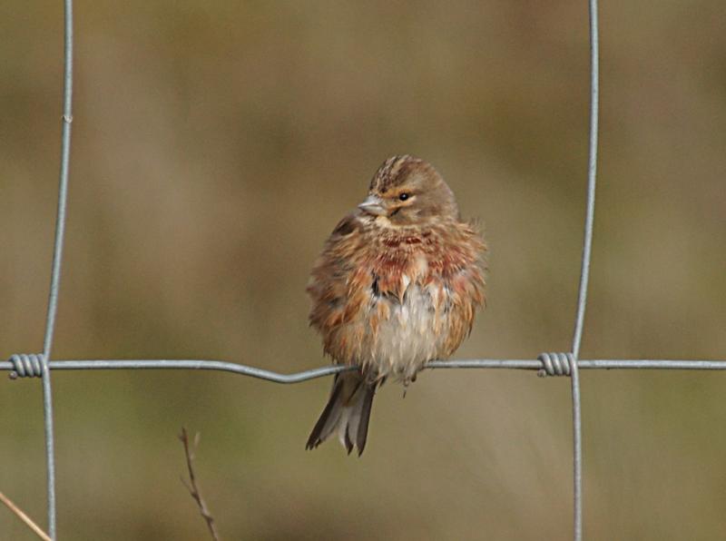 randomTwite