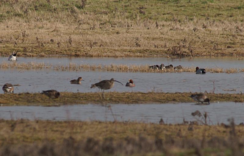 randomCommon Teal