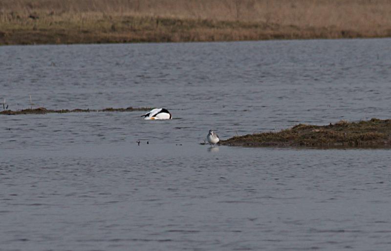 randomGreenshank
