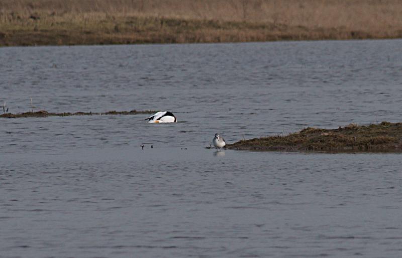 randomShelduck