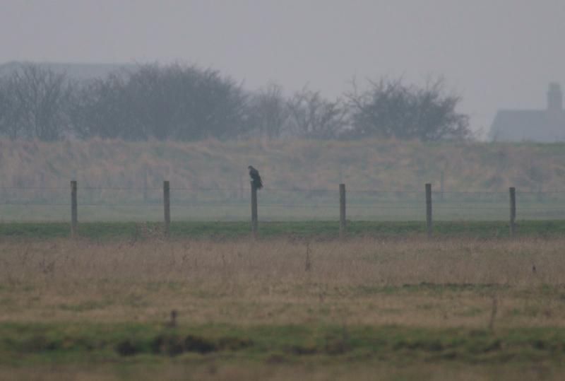 randomPeregrine Falcon