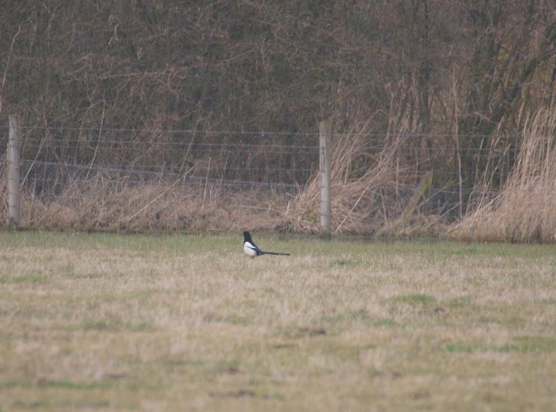 randomFrampton Marsh