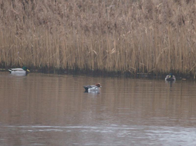 randomEurasian Wigeon