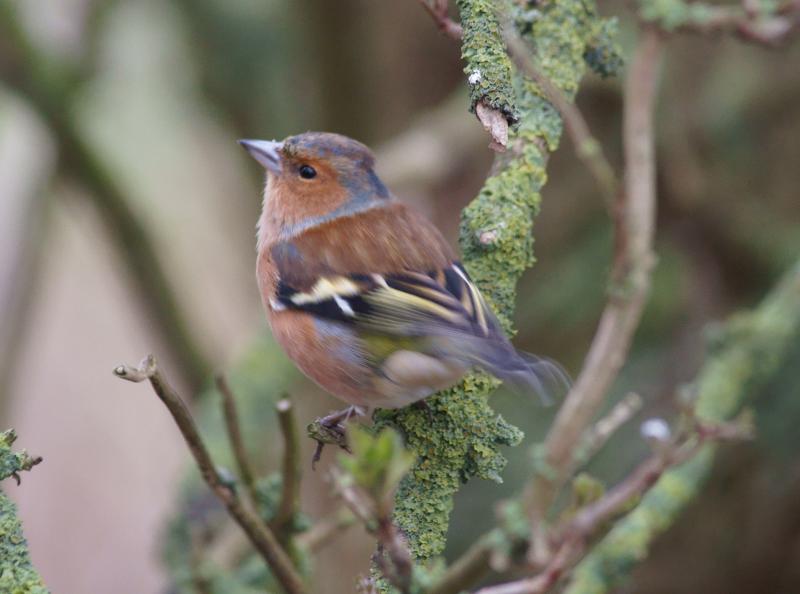 randomChaffinch