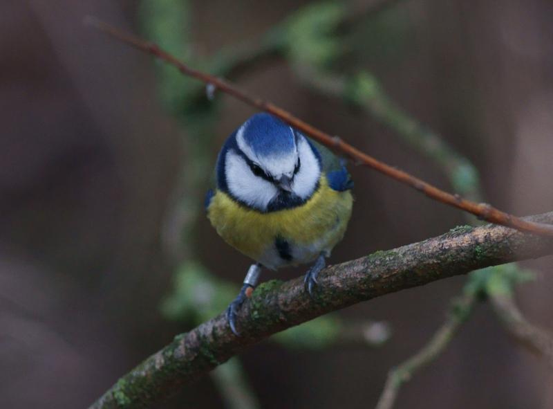 randomBlue Tit
