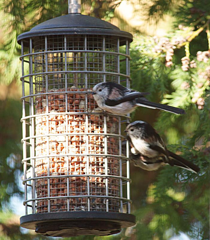 randomLong-Tailed Tit
