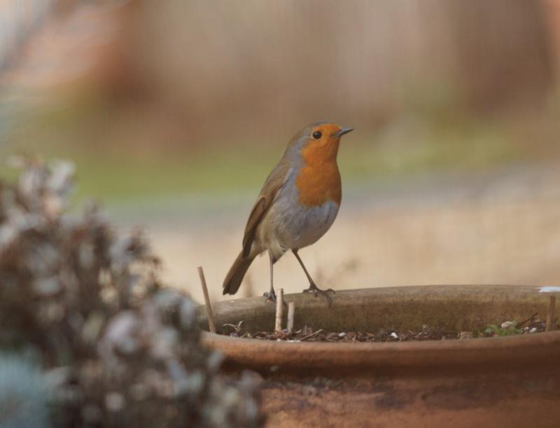 randomEuropean Robin