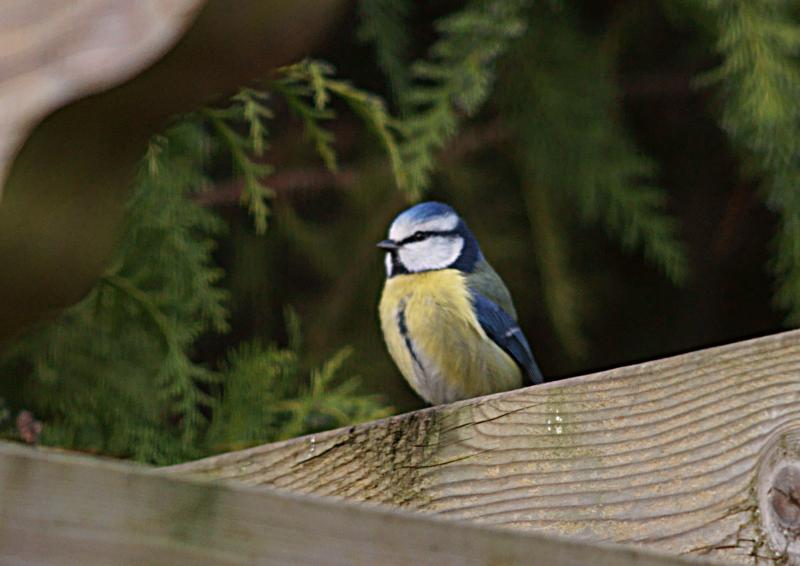 randomBlue Tit