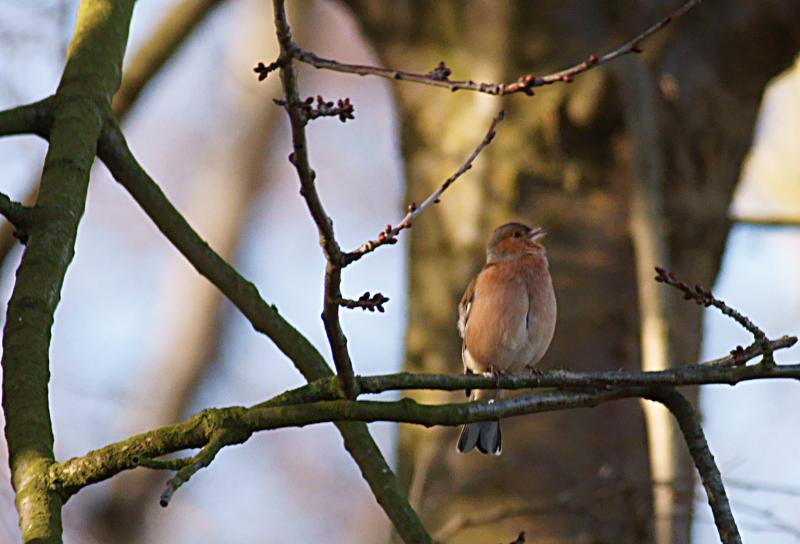 randomChaffinch