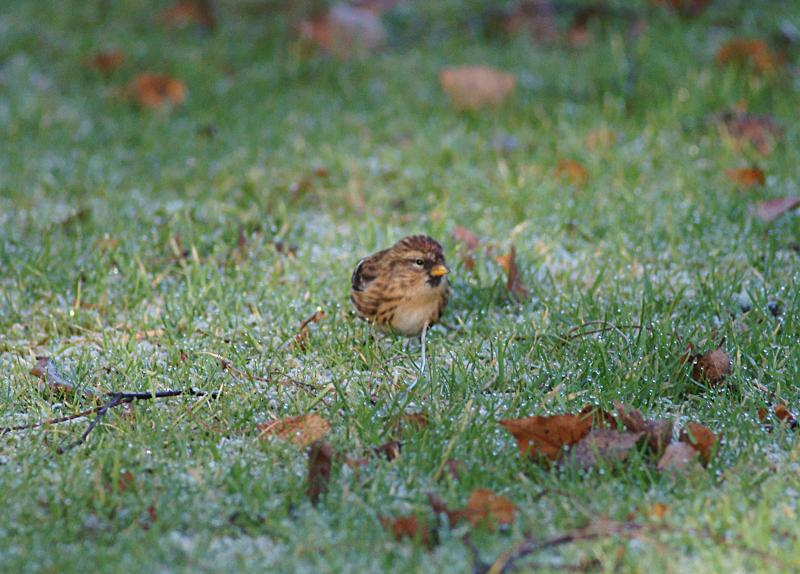 randomDunnock