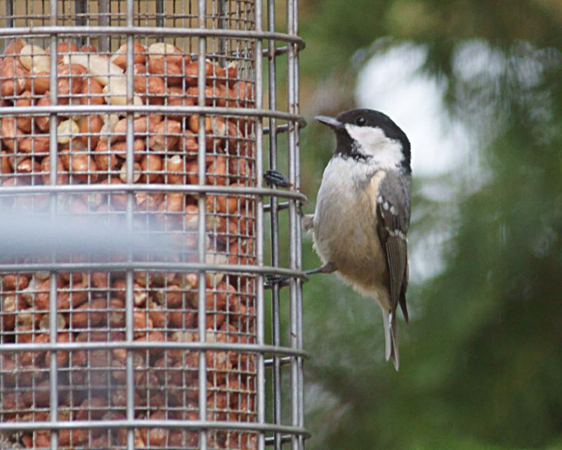 randomCoal Tit