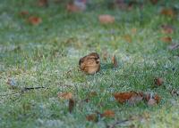 DSC04211.jpg