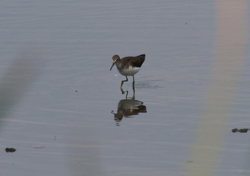 randomGreen Sandpiper