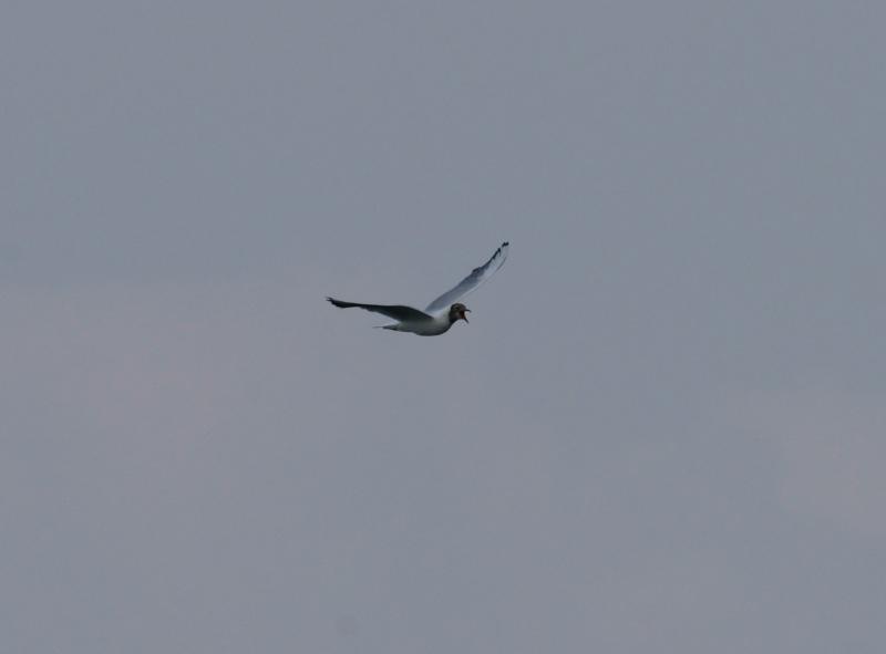 randomBlack-Headed Gull