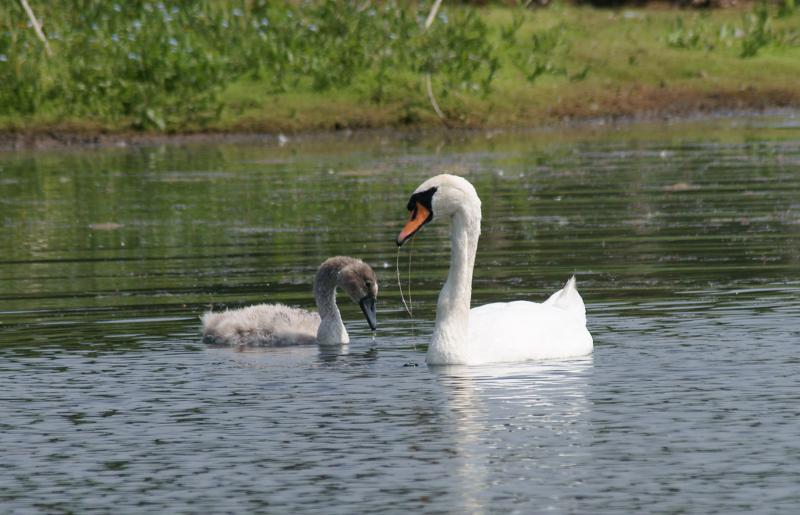 randomMute Swan