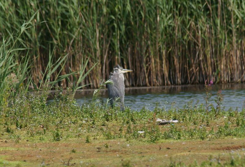 randomGrey Heron