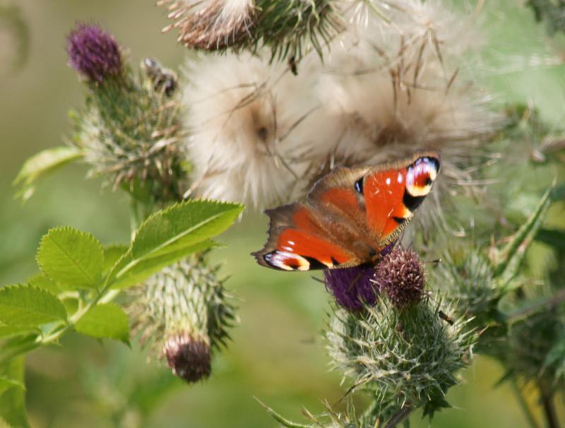 randomButterfly