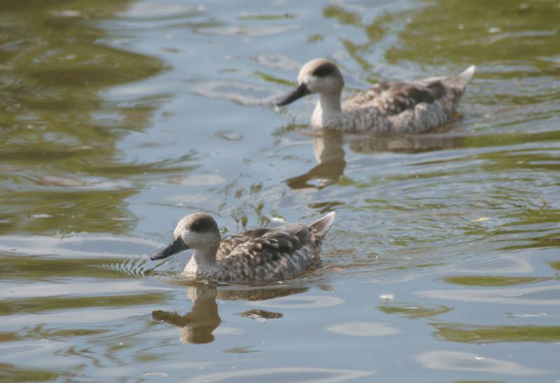 randomMarbled Teal