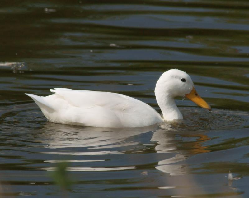 randomBlakeney