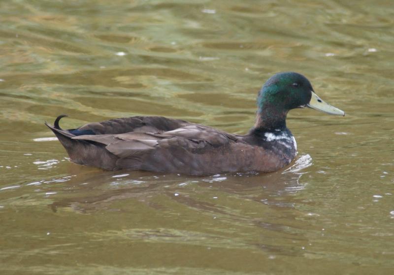 randomBlack Duck