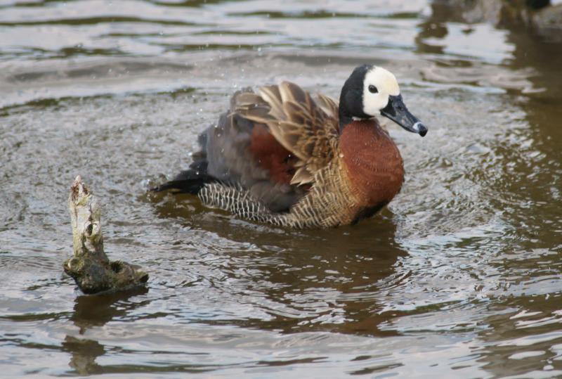 randomWhite-Faced Whistling Duck